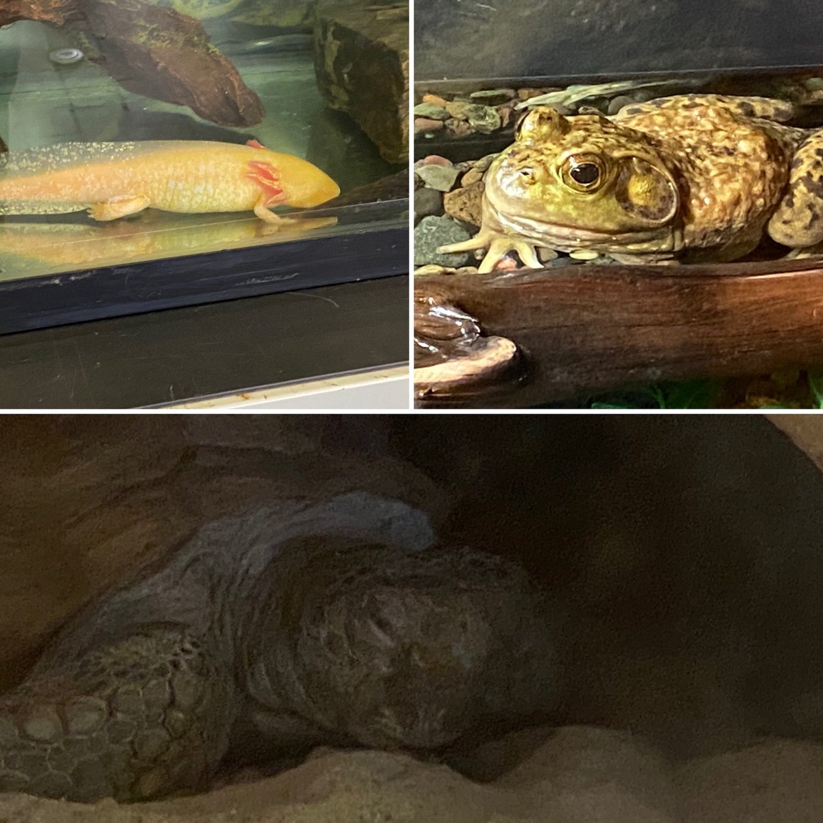 berducky's tweet photo. New family project - the A,B, G’s of the Museum of Natural History.
Step 1: let oldest take pics of the animals in the museum to spell out the alphabet. Got up to”q” this visit so we’ll just have to go back
#gusthetortoise #axolotl #bullfrog #halifax @MNH_Naturalists @NS_Museum https://t.co/W6r1S73cdj