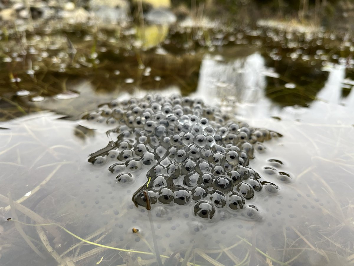 jmooney501's tweet photo. Just love to see the first frog spawn in the pond. 

Spring is around the corner #gardening #gardeninginspiration https://t.co/VL7oHDt38Y