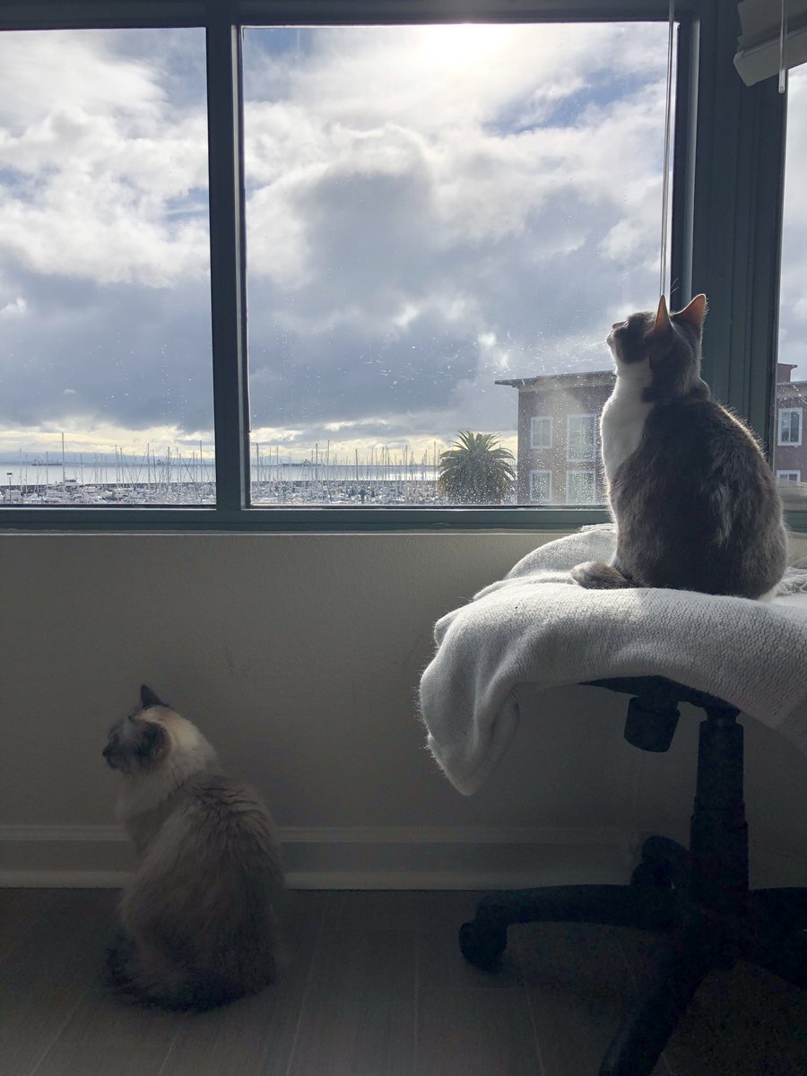 DottieandGeeGee's tweet photo. Yes! How about 2 sweet kitties trying to catch the sun coming out?? https://t.co/BFnRcmdLHy