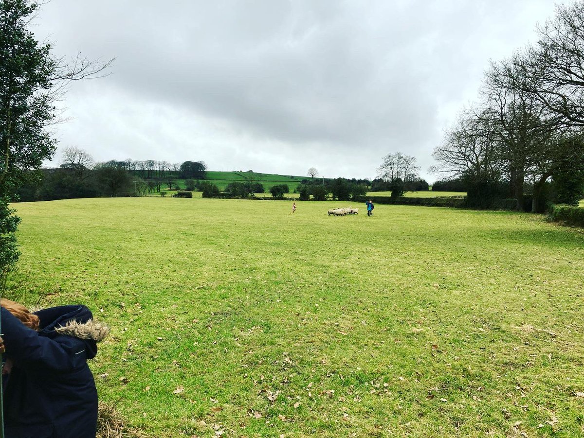 bernardsfarmuk's tweet photo. They say a shepherd is nothing without their sheepdog 😁
Nice bit of flanking there 👌 😎
🏃♀️🏃♂️🏃♀️🏃♂️🏃🐑🐑🐑🐑🐑👏
#FarmKids #SheepKids #UplandFarming #Flanking #FarmKids #BarbarasFarmRyelands #NativeSheep #TackLand #PeakDistrict #StaffordshireMoorlands #springtimeonthefarm https://t.co/ImMleXnMmX