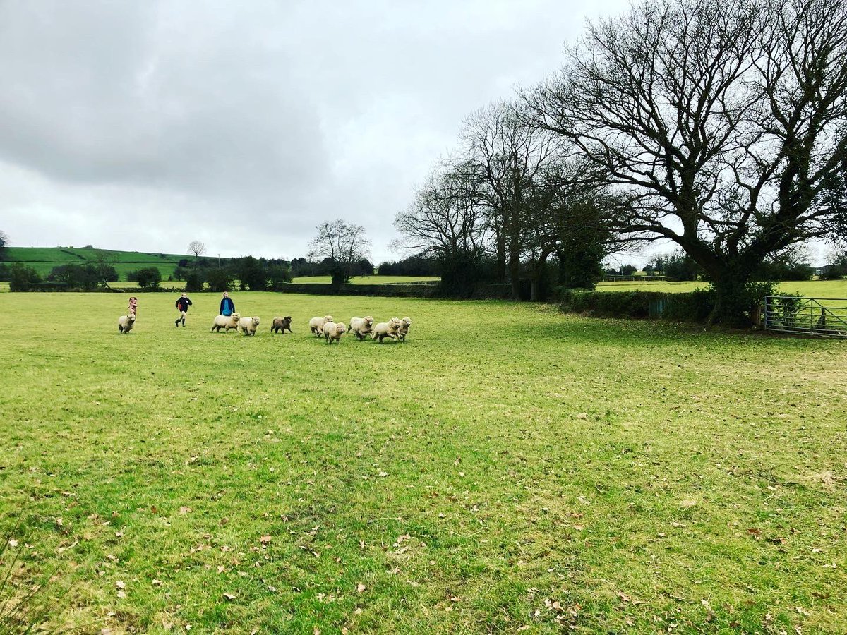 bernardsfarmuk's tweet photo. They say a shepherd is nothing without their sheepdog 😁
Nice bit of flanking there 👌 😎
🏃♀️🏃♂️🏃♀️🏃♂️🏃🐑🐑🐑🐑🐑👏
#FarmKids #SheepKids #UplandFarming #Flanking #FarmKids #BarbarasFarmRyelands #NativeSheep #TackLand #PeakDistrict #StaffordshireMoorlands #springtimeonthefarm https://t.co/ImMleXnMmX