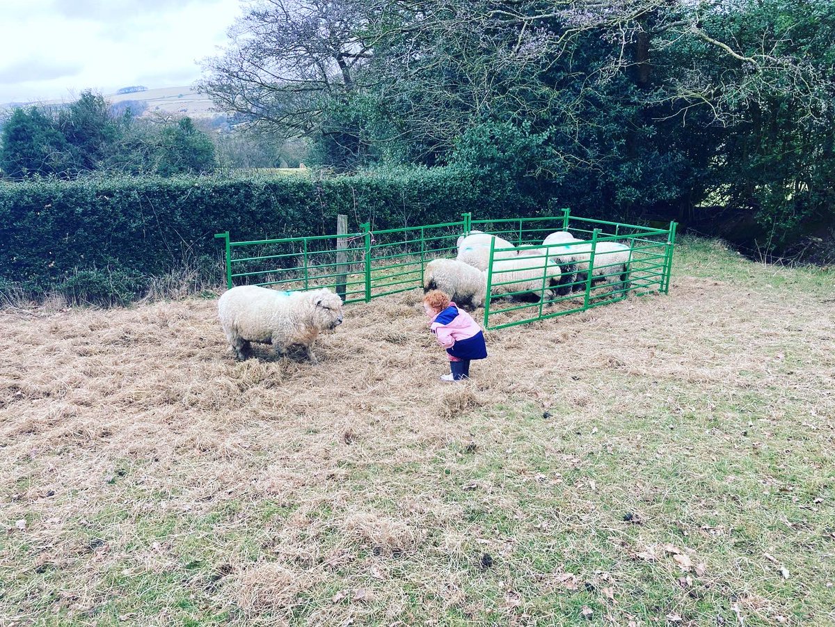 bernardsfarmuk's tweet photo. They say a shepherd is nothing without their sheepdog 😁
Nice bit of flanking there 👌 😎
🏃♀️🏃♂️🏃♀️🏃♂️🏃🐑🐑🐑🐑🐑👏
#FarmKids #SheepKids #UplandFarming #Flanking #FarmKids #BarbarasFarmRyelands #NativeSheep #TackLand #PeakDistrict #StaffordshireMoorlands #springtimeonthefarm https://t.co/ImMleXnMmX