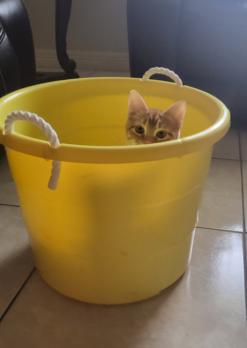 Cat in the yellow laundry bucket