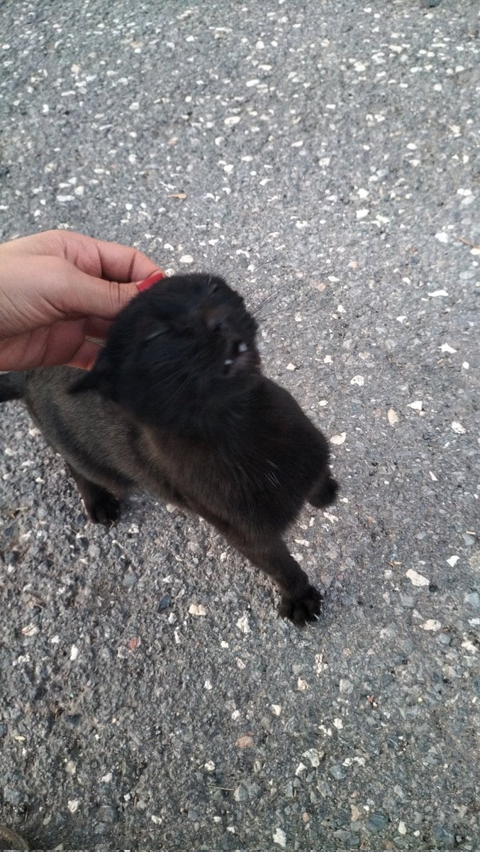bilgesaritiken's tweet photo. Depremde yere çöktüğümde koşarak üstüme gelen minik dostum, yanındayım. https://t.co/aRFcRnbeih