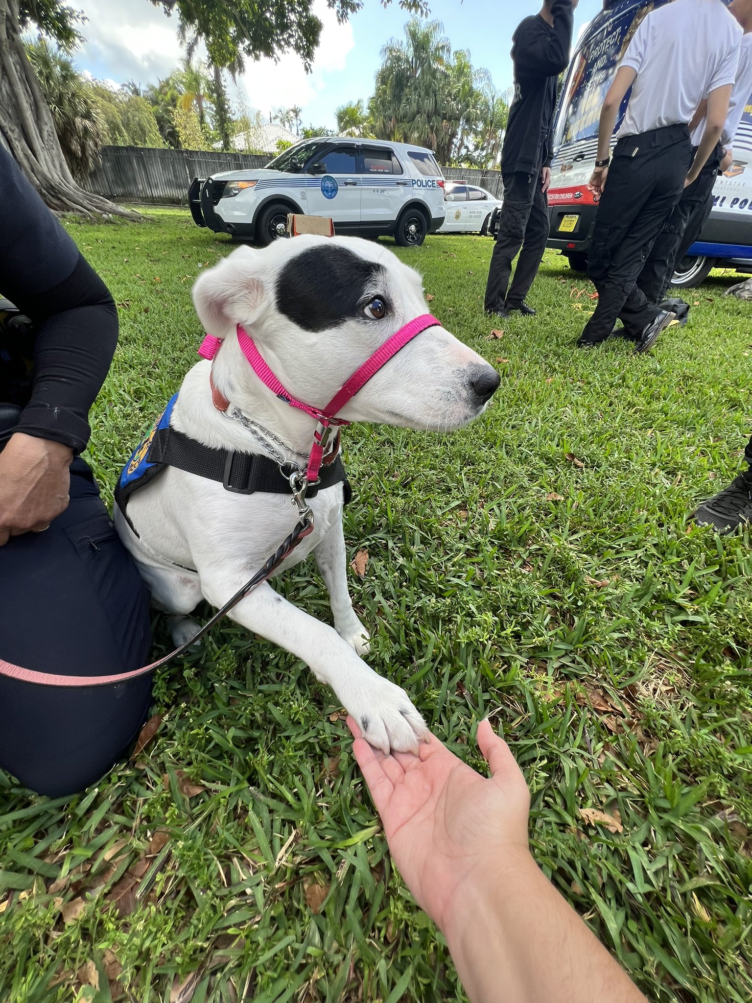 Do Police Dogs Make Good Family Pets