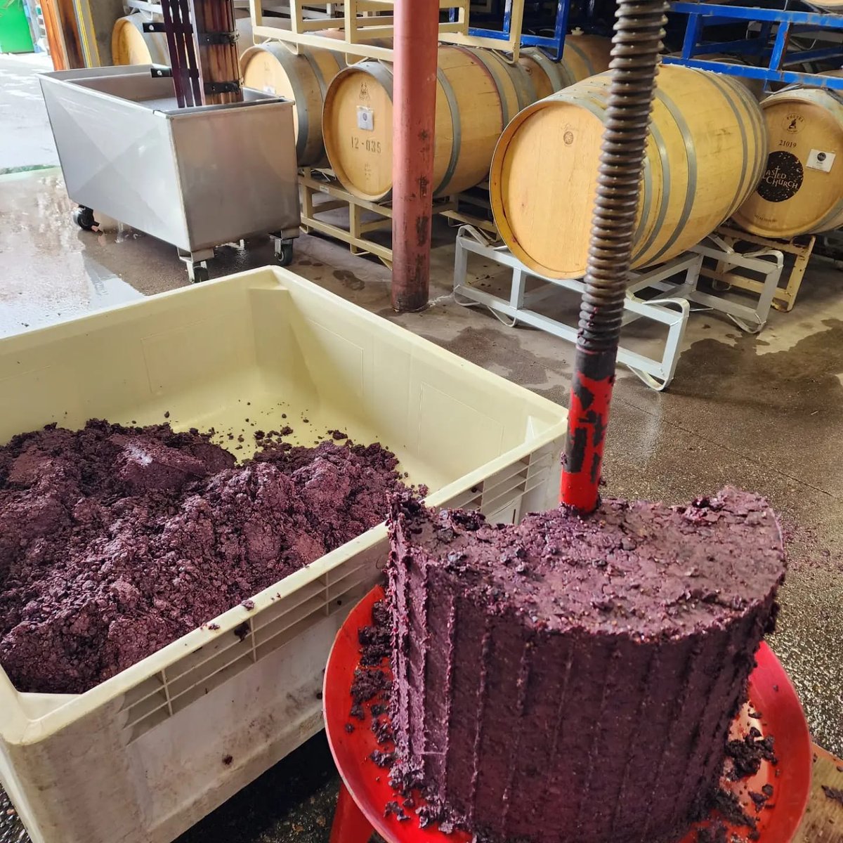 BlastedChurch's tweet photo. Ever wonder where grape skins go? These #Mourvédre skins are destined for the compost pile, and then they'll get spread back into the vineyard in a few years, which adds nutrients back to the soil in a form that is functional for the plants. 🌱 ❤️ #bcwine #okanaganvalley https://t.co/p0doWrtrKH