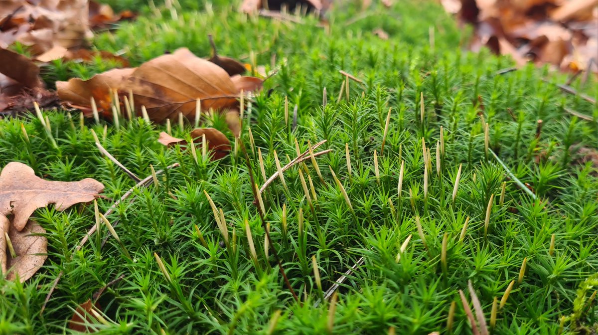 Doordat het bladerdek in deze tijd van het jaar ontbreekt valt er meer licht op de bosbodem en krijgen de mossoorten de gelegenheid om zich voort te planten. 
Wil je meer weten over mossen en korstmossen, schrijf je dan in voor één van de mossenexcursies hogeveluwe.nl/nl/agenda/moss…