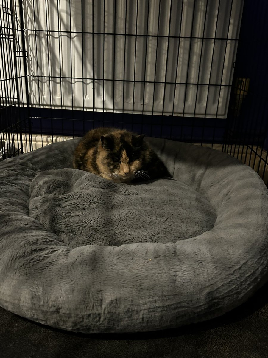 KylieHolmes's tweet image. New dog bed for Finn and Zeus cat has claimed it 😂😂🐱

#sassycat #catrulesthehouse #catrules #catisboss 👑🐱🐶🐾🦴