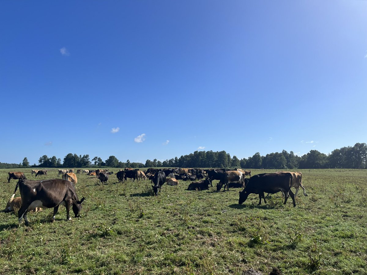 This morning I visited Manuka, milking 45,000 NZ x Jerseys on 54 units all in Chile! They produce 10% of the milk in Chile. This was a very interesting visit and gave me a lot of information for my report on the beef calves from these cows. 🇨🇱🐄🌱