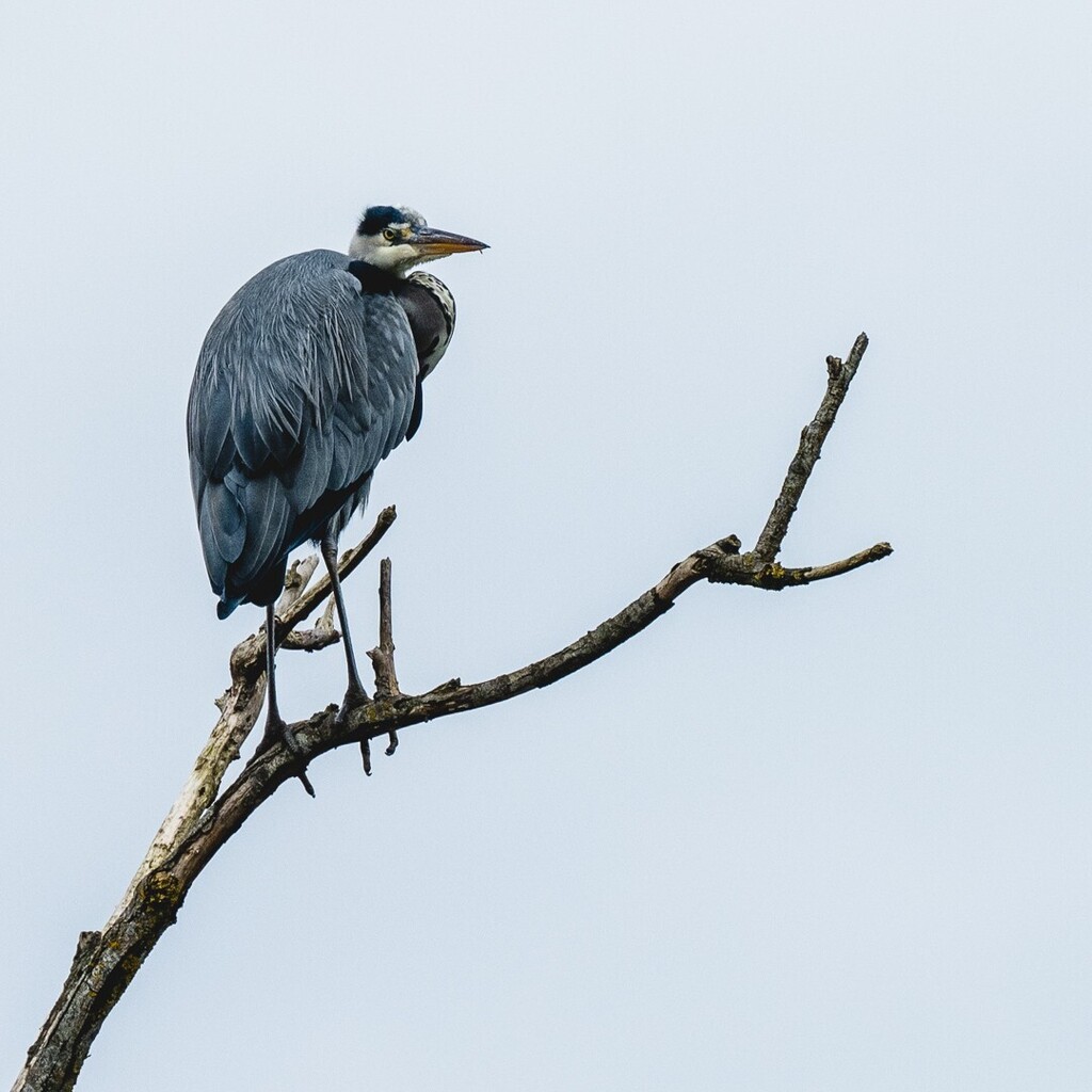 keith_kpics's tweet photo. Heron

#heron #birdphotography #sevenoakswildlifereserve #nikonz7ii #nikonz100400 #kpics #kpicsphotography #naturephotography #wildlifephotography #wildlife #beckenhamps https://t.co/8EWVT0AcZp https://t.co/BariSrNXbY