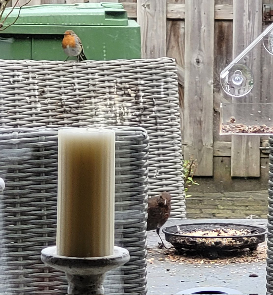 Ze zijn er weer samen, 1 van de 4 merels en het roodborstje.  De laatste kan wel mee voor #KleurInDeNatuur  #tomaat. #tuinvriendjes