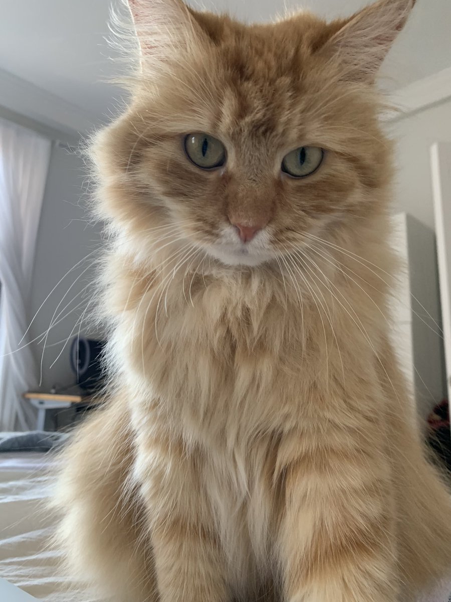 nyckittens's tweet photo. Happy #Caturday #Cat https://t.co/cSpMZez0Qu