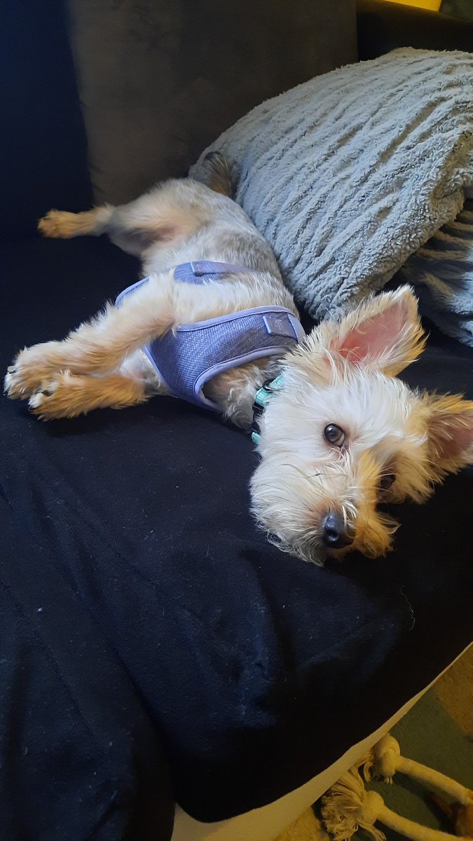 HollyPaige_7's tweet image. The amount of times I&apos;ve had to say &quot;get Mom&apos;s thong out of your mouth&quot; while wrestling my laundry from the jaws of this innocent looking creature is unreal. #puppymom