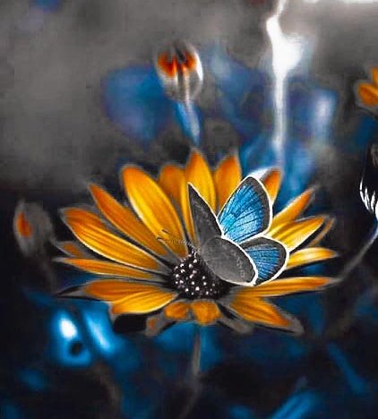 ruben_corella's tweet photo. #nutterfly #papillon #mariposa #papallona #farfale #flowers #insects #nature #naturelover #countryside #art #ilustracion #gardens #jardin #amazing #pics #colours #bluewings #orangeflower https://t.co/BRQUeQN61Y