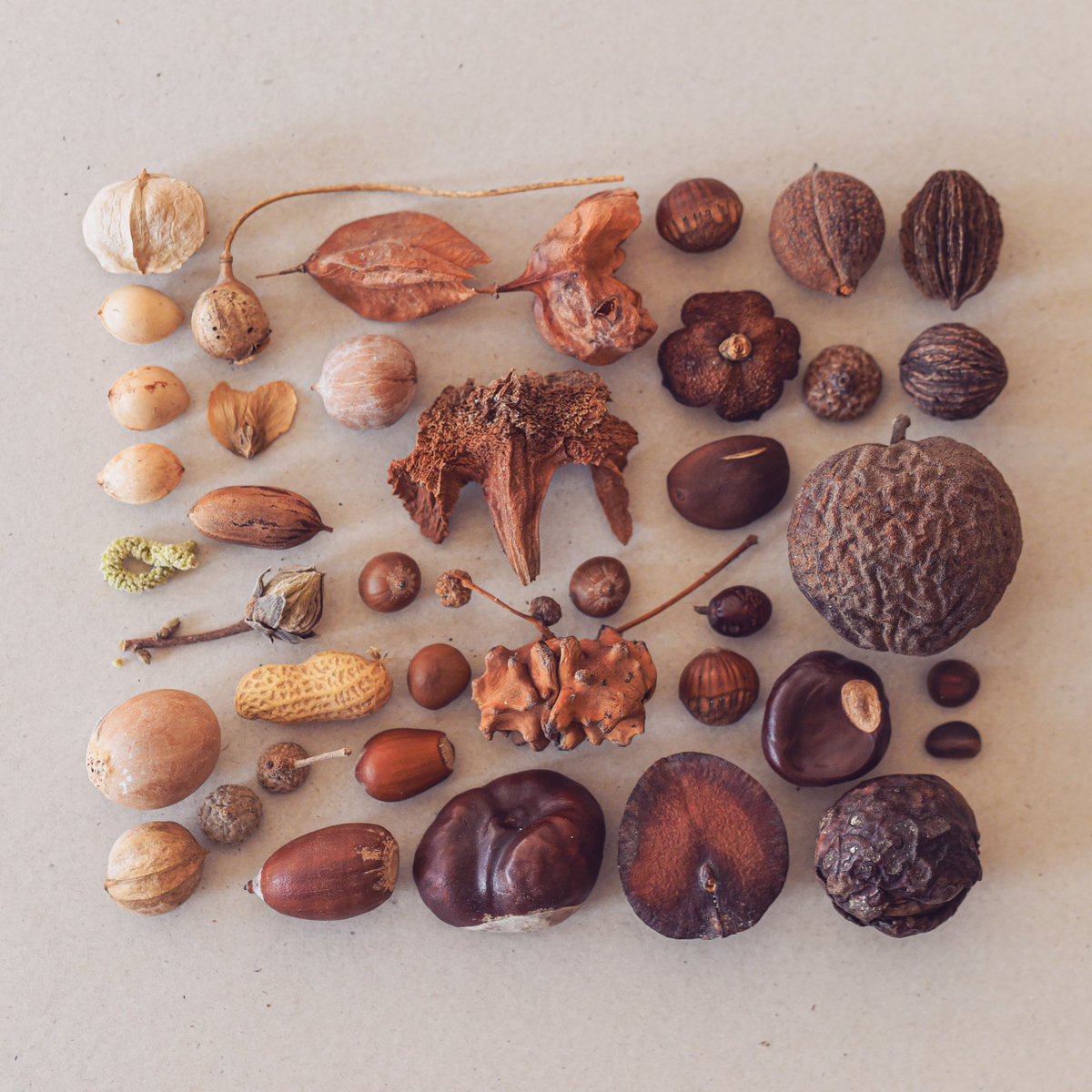 jdfrei's tweet photo. #Seedpods. Aesculus, Carya, Ginkgo, Davidia.. ..and many more. #botany https://t.co/LGopdiGlmw