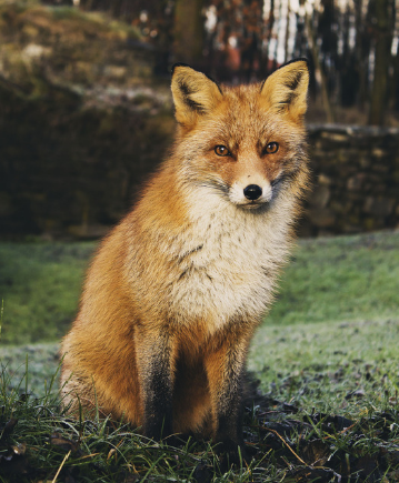 FoxHITeam's tweet photo. ▪️This week's horrendous footage underscored the reality of fox hunting.
▪️It also showed that - even within hunting circles - people are willing to expose the truth. 
▪️If YOU know of wildlife crime in your community, PLEASE REPORT IT. Contact HIT, sabs or your local group. https://t.co/DMHkvqIE3o