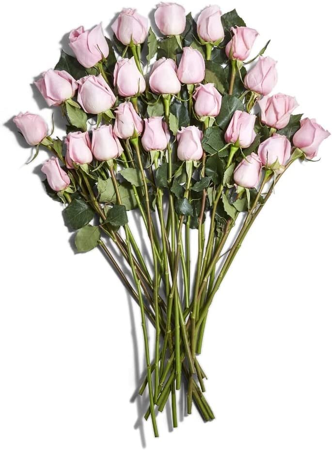 Wario64 on Twitter "Floral Double Dozen Roses are 24.99 on Amazon