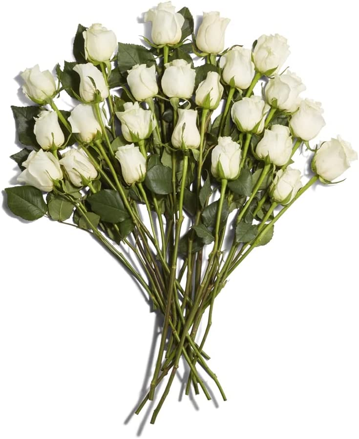 Wario64 on Twitter "Floral Double Dozen Roses are 24.99 on Amazon