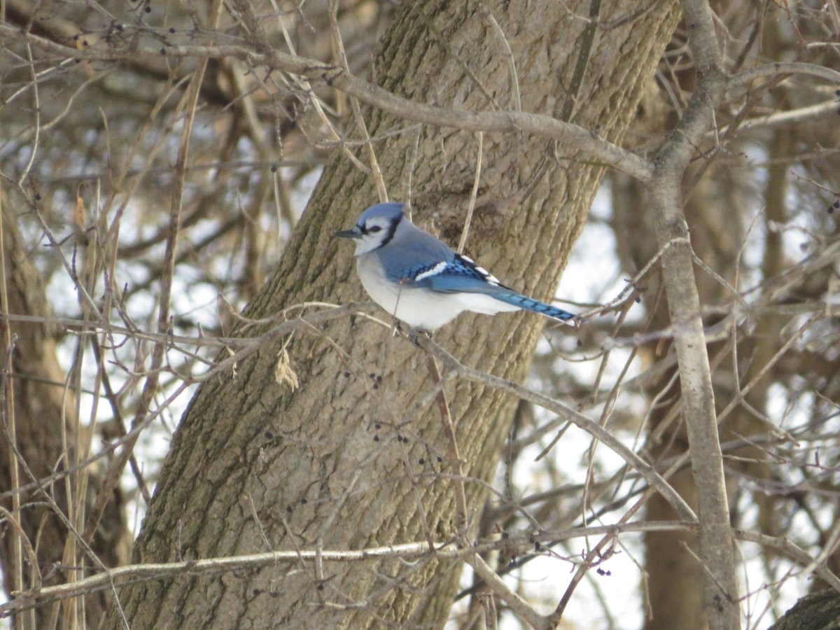 PLKlein_Author's tweet photo. "Be as good as it is in your nature to be." ~ #RobertFrost #ThinkingOutLoud #quickquote #SaturdayMotivation #ThinkBIGSundayWithMarsha #BeGood #Nature https://t.co/kv7bCDjSTm