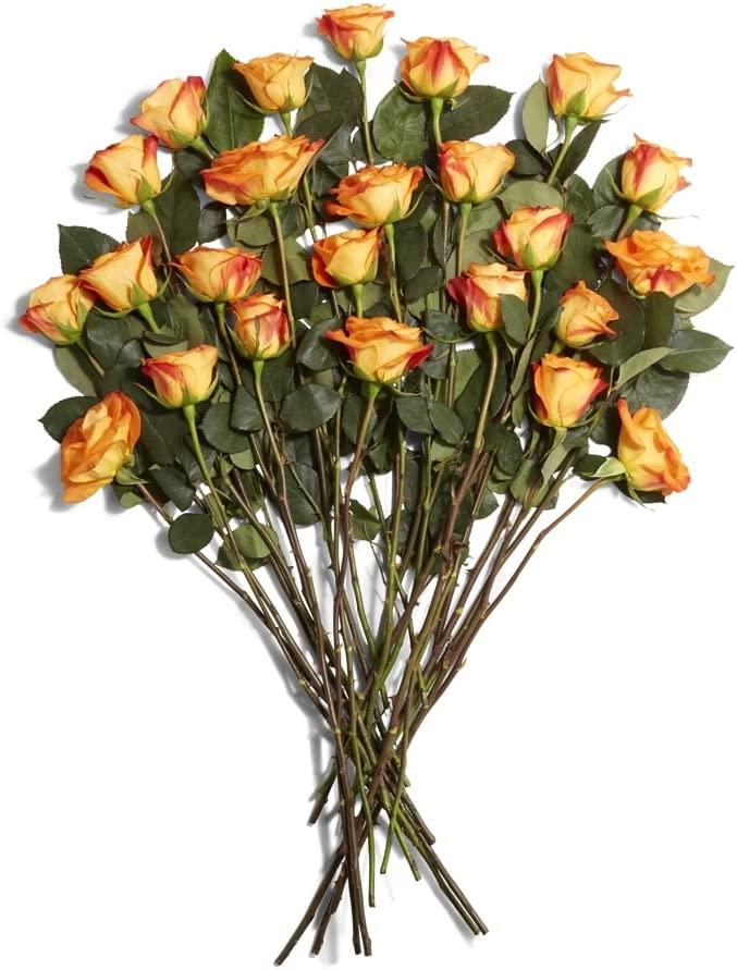 Wario64 on Twitter "Floral Double Dozen Roses are 24.99 on Amazon