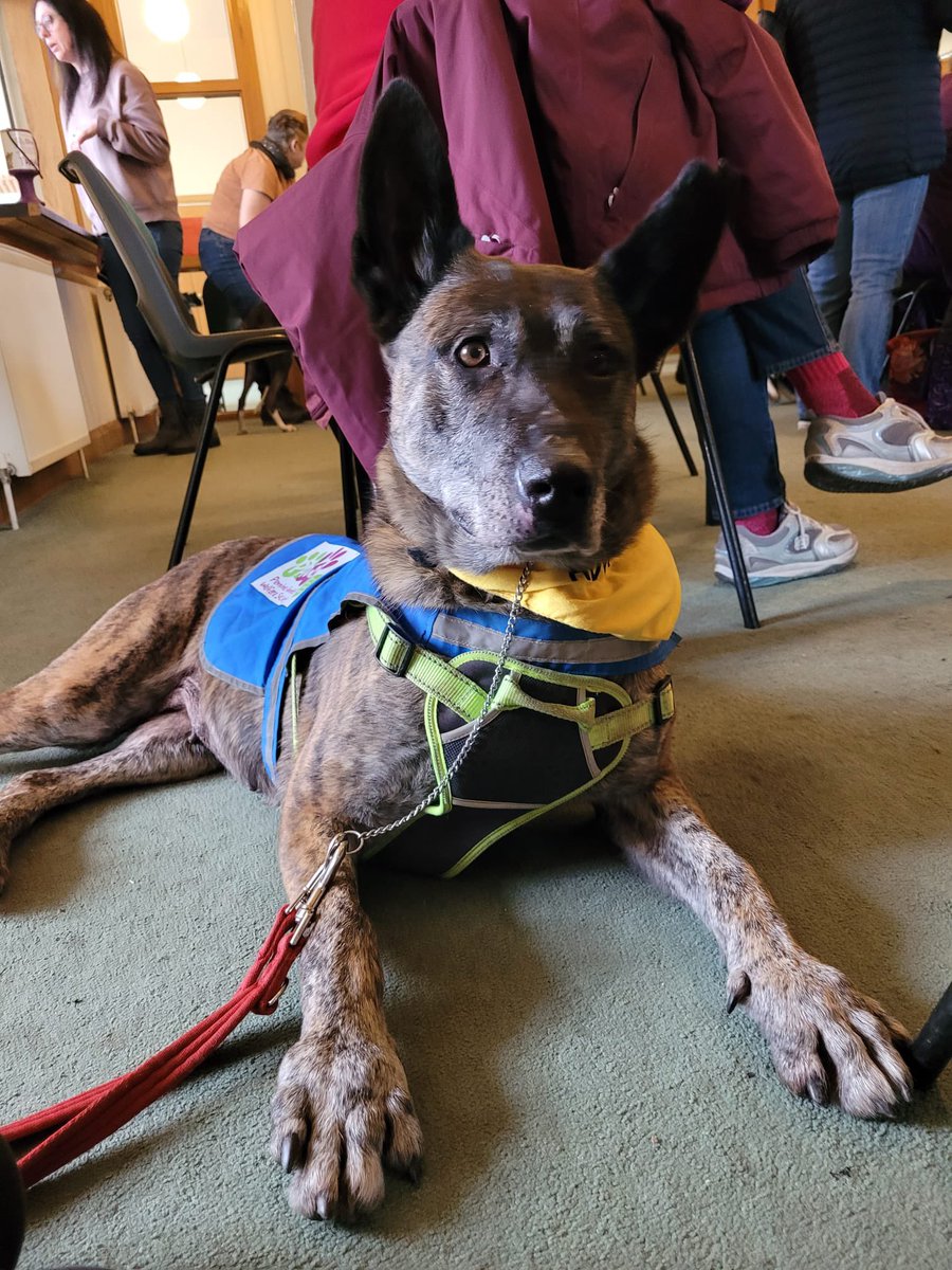 PawsEnquiries's tweet photo. Elsa went for her first visit to coffee morning today and was an absolute star! ⭐️ after such a hard start in life we are constantly amazed about how sweet and trusting she is. She couldn’t get enough cuddles ❤️ #DogsofTwittter #AdoptDontShop #SavePAWS https://t.co/QKmZSnIgqV