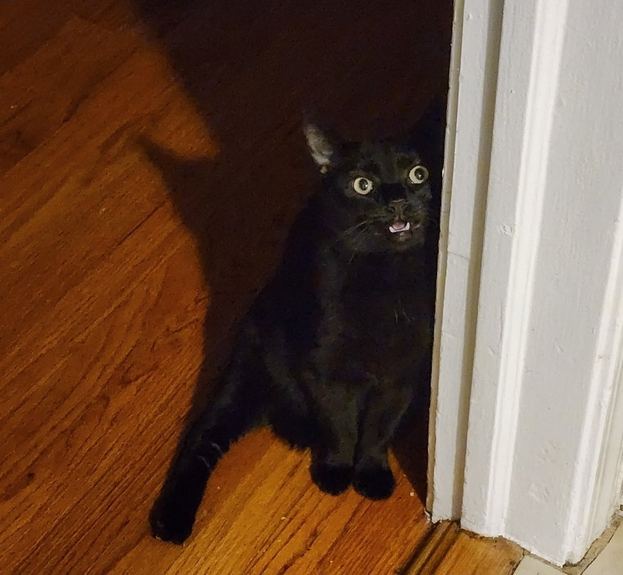 BrooklynDad_Defiant!☮️ tweet media