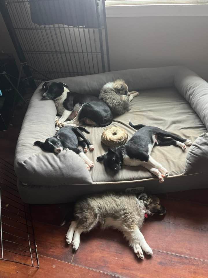 GHHSPets's tweet photo. Noelle and 4 of 5 babies (one has been adopted) napping in their foster home 💕

#fosteringsaveslives #adoptables https://t.co/pGaxevNKvn