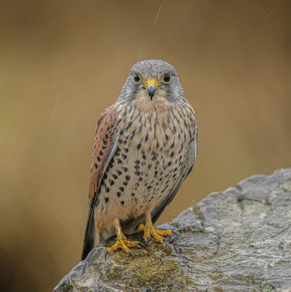Tonight’s thread suggested by <a href="/taylordon3/">Don Taylor</a>  Birds or similar in bad weather!!! So I’ll start with a very wet Male Kestrel Preston UK 🇬🇧