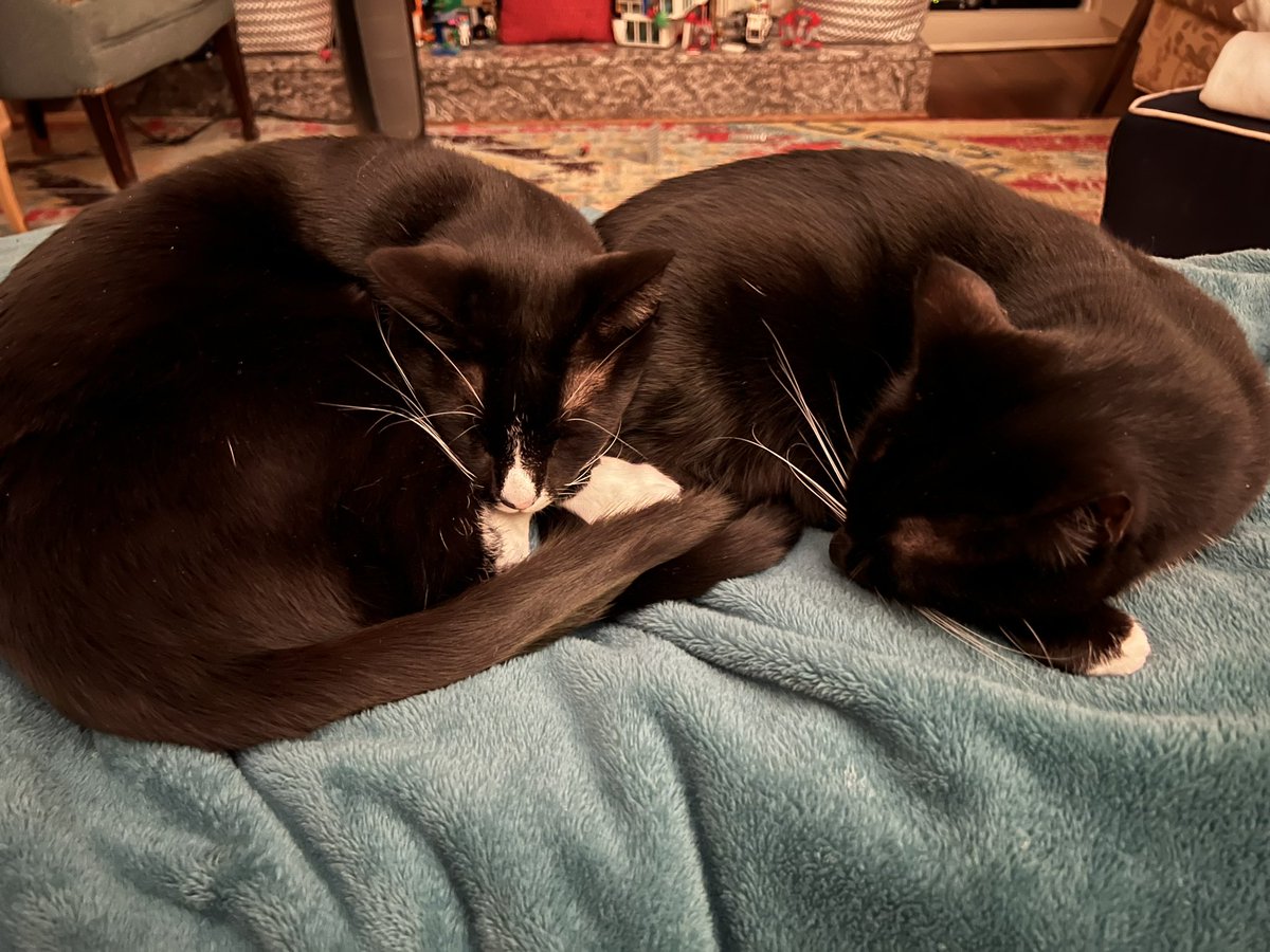 drpantsmusic's tweet photo. Here’s a combo #FebruHarry and #Scouterdays pic. A double shot of cute furball goodness. 
👖
Spending a lot of time this month working on a piece that will see the light of day later this year, lest you think I am resting on my laurels. 1/2 https://t.co/ORknxVyOyo