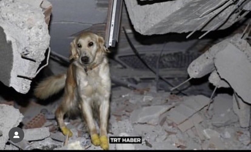 sueislr0's tweet photo. Arama kurtarma köpekleri için ayakkabı lazımmış hem soğuktan hem enkazdan çok zarar görmüş patileri, onlar da bir can unutmayalım lütfen!

AramaKurtarma KöpeklerineAyakkabı https://t.co/f37ivXVkkq