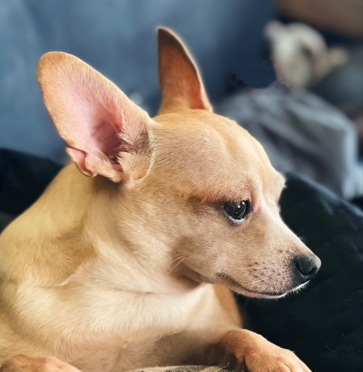 sarahanunn's tweet image. Jasper.
*Ponders life
💭
#DeepDogThoughts #SaturdayMorning #Chihuahua #RescueDog #DogTwitter #DogsofTwittter #DogsOnTwitter