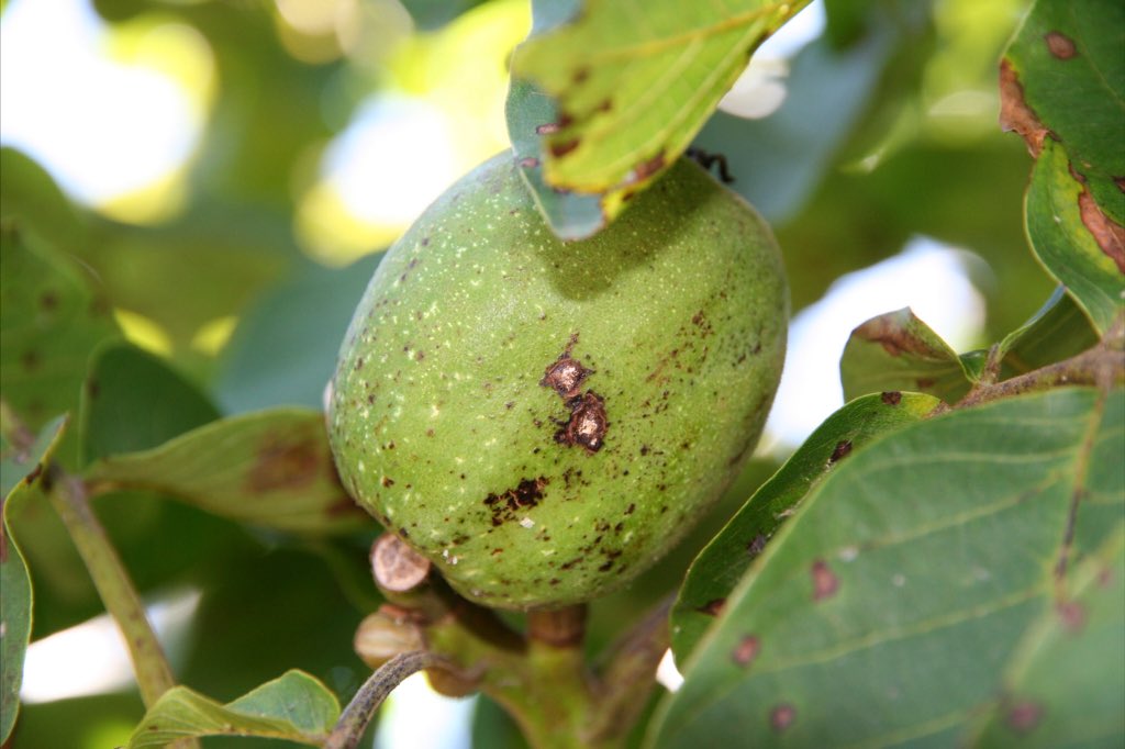 Robert Vallet tweet media