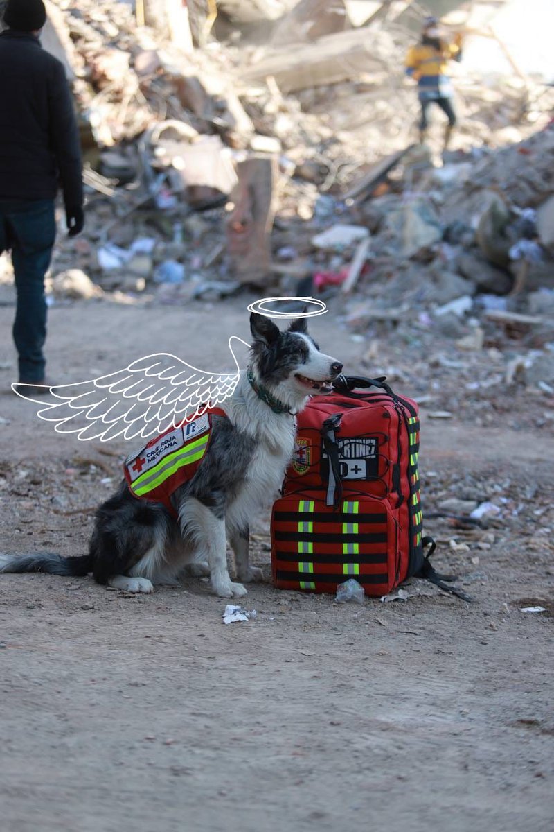 EarthquakeChil1's tweet photo. #Turquia 🇹🇷 Son Angeles llamados perritos, en búsqueda de vida bajo la tierra. #USAR #RESCATISTAS #EQUIPOS DE #EMERGENCIA https://t.co/y3mAyjzhZ4