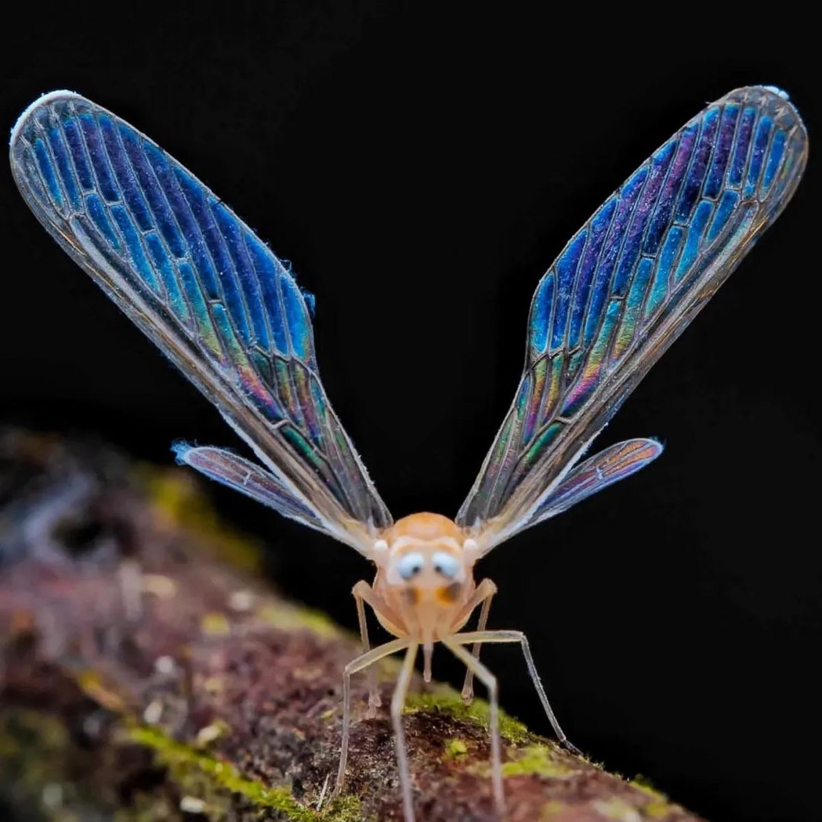 Crossed-eye planthopper (Dictyopharidae), macro photography taken by Jack K H Loo