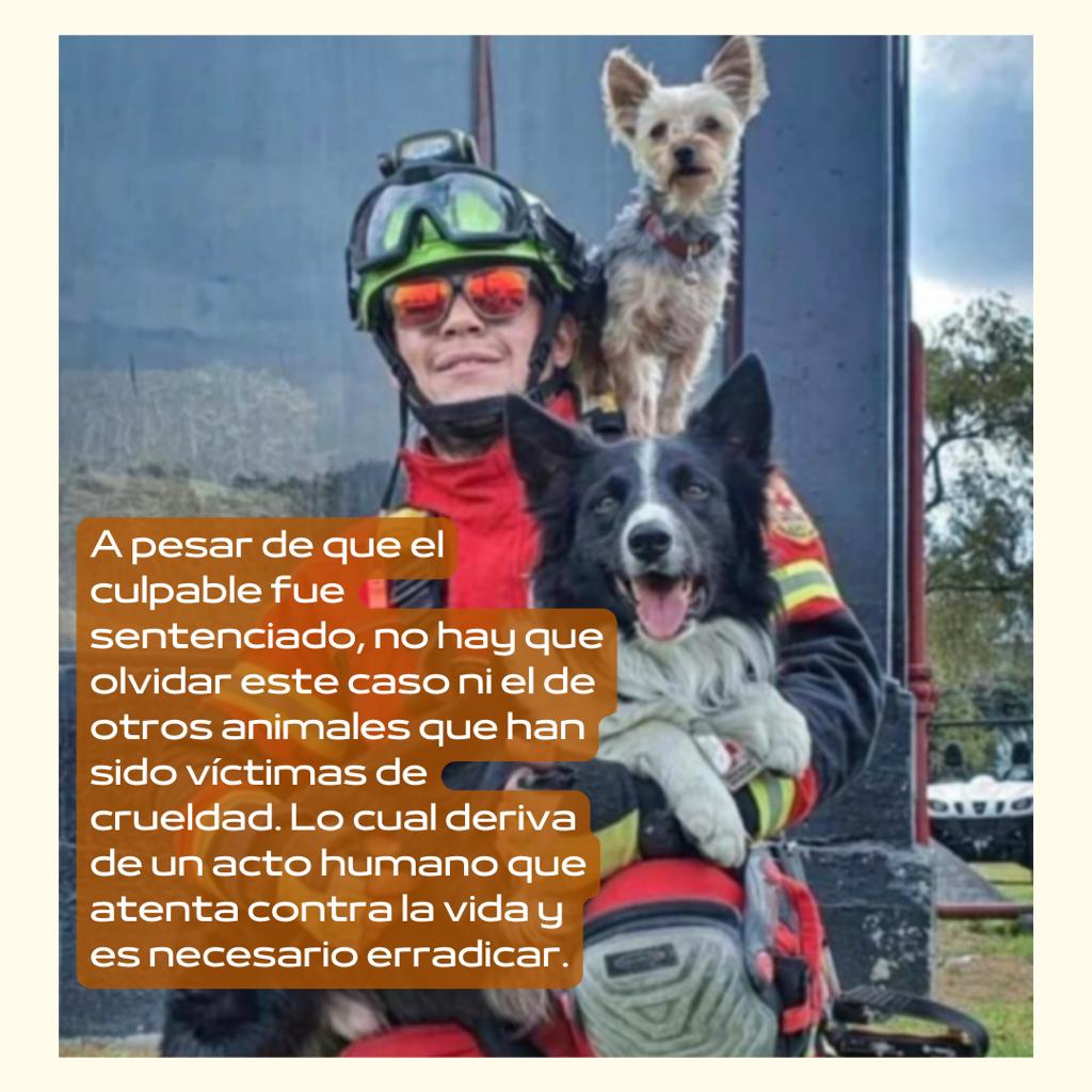 ⛑️🐶⚖️Por la #justicia que merecen los #animales, no olvidemos el caso de #Athos (cuyos hijos, #Orly y #Balam están hoy ayudando en #Turquía) y #Tango: el primer #juicio #penal en México por #MaltratoAnimal
El culpable fue sentenciado a 10 años de prisión y a una multa de 2.4 mdp