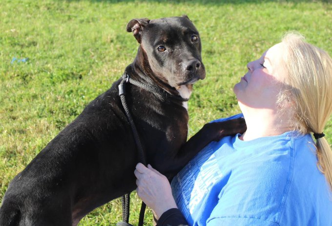 psychicwhisper3's tweet photo. Forgotten๐BUDDY๐A346125 APB Mix
4 Yrs Old Been At #CorpusChristiTX Since
May 2022๐Sweet Adorable Boy A ๐๏ธ
Snuggler๐ฅฐHe Wants A Loving Owner๐
Can #TwitterFamily Help Please๐ข
#CCTX Will Murder Himโฐ2/17 NOON๐ฅ
#Pledge #Adopt #Foster #ResQ
#SaveBUDDY INFOโฌ๏ธ https://t.co/uPcydUlayp