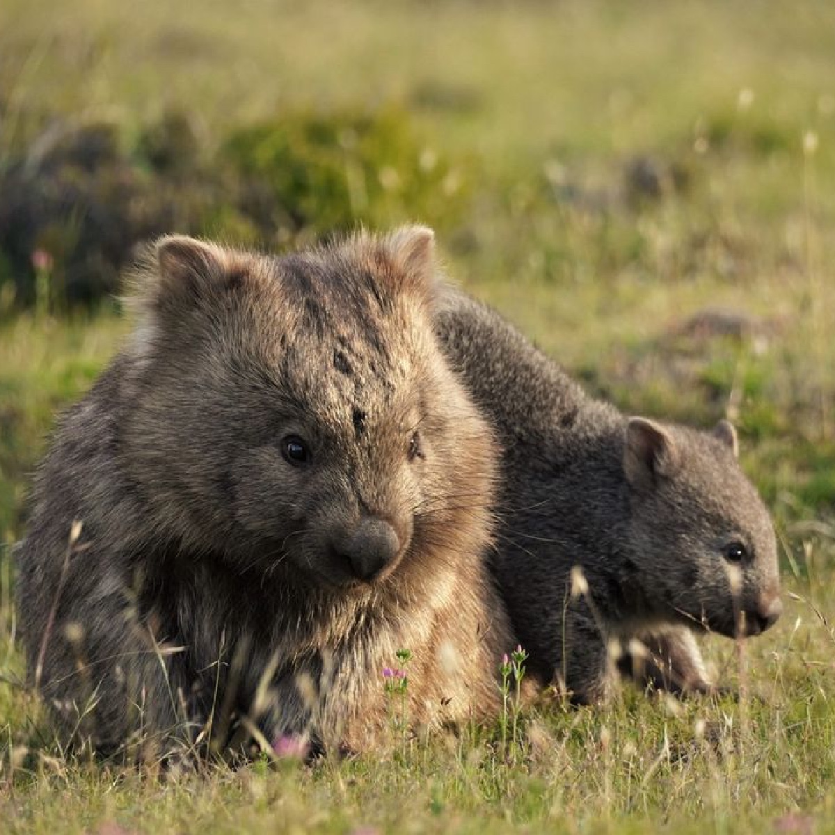 2 pic. The joys of being a parent, right? 😂 Cheers to IG/simon_beggs_animal_photography for sharing this adorable collection of shots from Wukaluwikiwayna (#MariaIsland) in @tasmania. #seeaustralia #comeandsaygday https://t.co/02SVOzVFPw