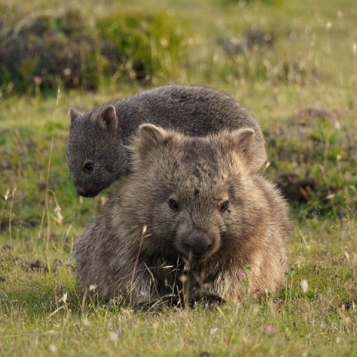 1 pic. The joys of being a parent, right? 😂 Cheers to IG/simon_beggs_animal_photography for sharing this adorable collection of shots from Wukaluwikiwayna (#MariaIsland) in @tasmania. #seeaustralia #comeandsaygday https://t.co/02SVOzVFPw