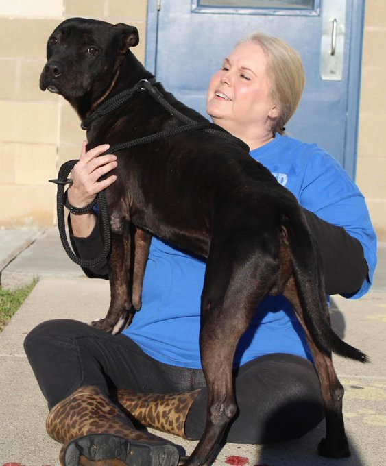 psychicwhisper3's tweet photo. Forgotten๐BUDDY๐A346125 APB Mix
4 Yrs Old Been At #CorpusChristiTX Since
May 2022๐Sweet Adorable Boy A ๐๏ธ
Snuggler๐ฅฐHe Wants A Loving Owner๐
Can #TwitterFamily Help Please๐ข
#CCTX Will Murder Himโฐ2/17 NOON๐ฅ
#Pledge #Adopt #Foster #ResQ
#SaveBUDDY INFOโฌ๏ธ https://t.co/uPcydUlayp