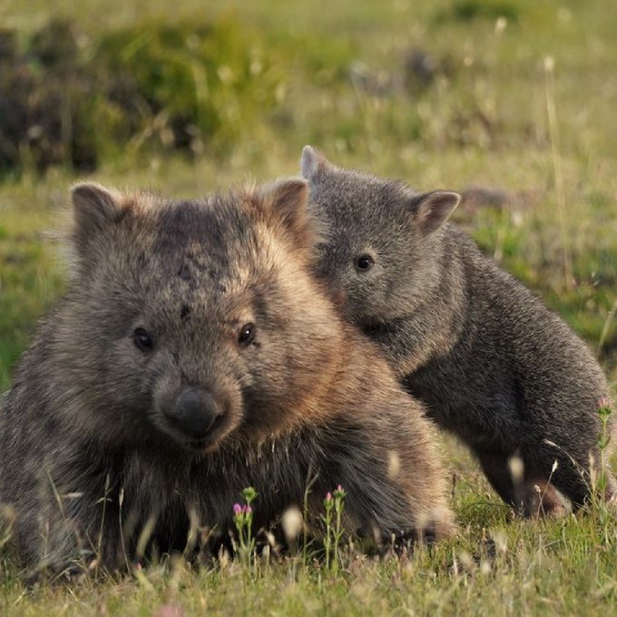 The joys of being a parent, right? 😂  Cheers to IG/simon_beggs_animal_photography for sharing this adorable<a href="/tag/seeaustralia"class="tags"><span>#seeaustralia</span></a><a href="/tag/comeandsaygday"class="tags"><span>#comeandsaygday</span></a><a href="/tag/mariaisland"class="tags"><span>#mariaisland</span></a>