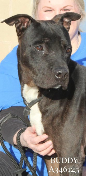 psychicwhisper3's tweet photo. Forgotten๐BUDDY๐A346125 APB Mix
4 Yrs Old Been At #CorpusChristiTX Since
May 2022๐Sweet Adorable Boy A ๐๏ธ
Snuggler๐ฅฐHe Wants A Loving Owner๐
Can #TwitterFamily Help Please๐ข
#CCTX Will Murder Himโฐ2/17 NOON๐ฅ
#Pledge #Adopt #Foster #ResQ
#SaveBUDDY INFOโฌ๏ธ https://t.co/uPcydUlayp