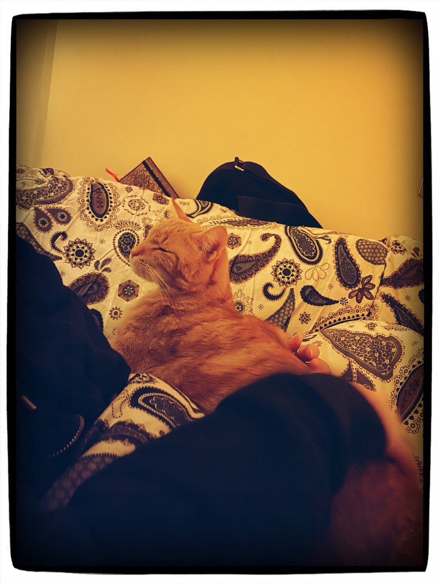 Ramsaran_N's tweet photo. Voor het eerst ever zit Poe op schoot 🥰
Bij mij 🥰
En op Billie 🤣(die ligt onder het dekbed)
Poe zit meestal op de leuning achter ons, of naast ons en is heel knuffelig, maar schoot zitten deed hij niet en nu spontaan ineens wel🥹
#CatSpam #Poe #Billie #Schoot #inlove #Happy https://t.co/ATEn9S4Ire