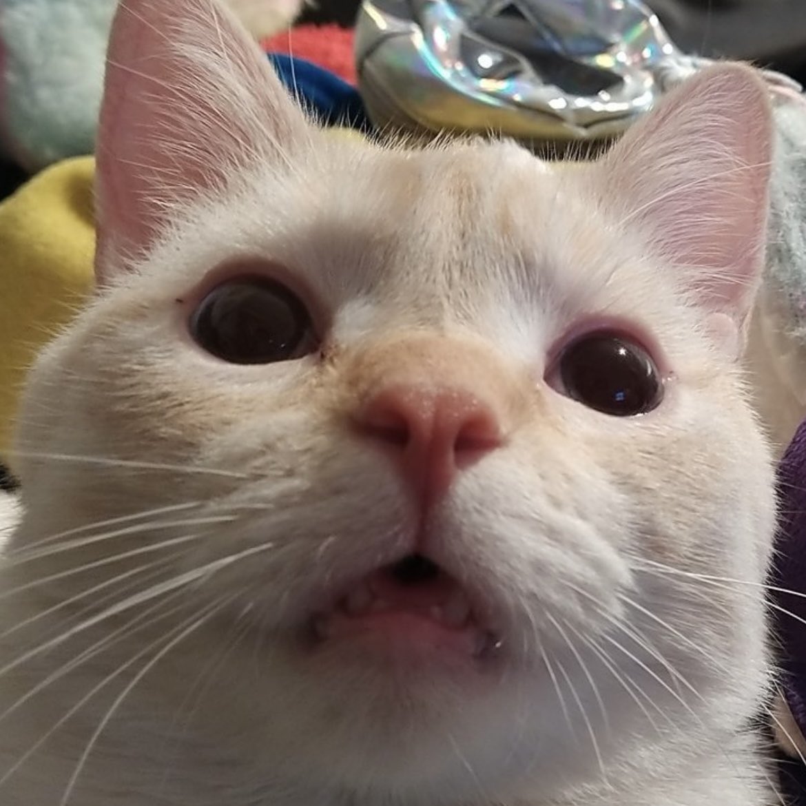 babydogfanclub's tweet image. 0. 1aQq1,y4