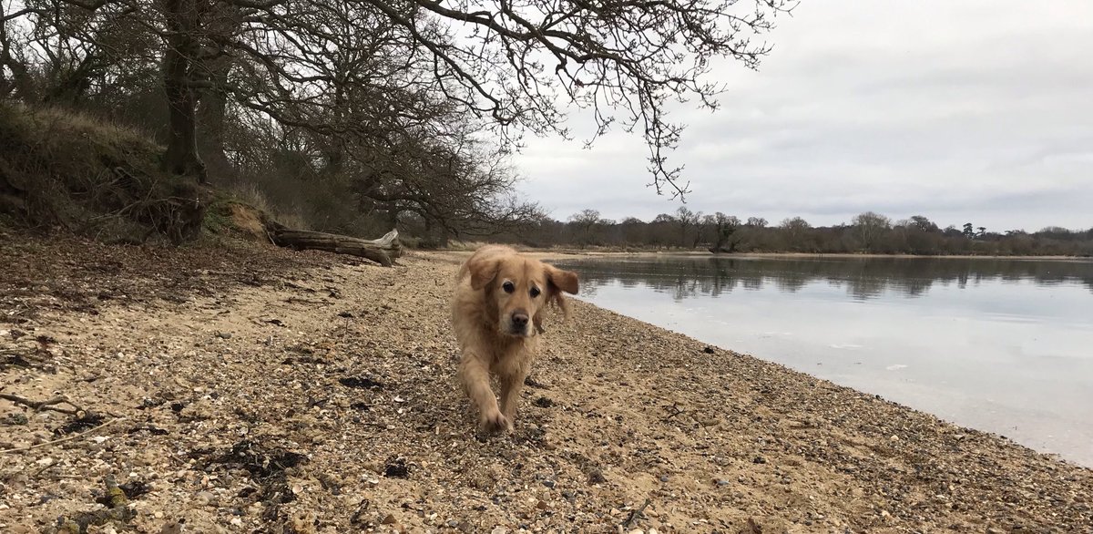 Best paw forward for the #weekendsmiles #grc - great walk today watching a Barn Owl and Kestrel hunt in tandem and there was cheese in the treat bag - awesomeness all round- hope you have good ones too my friends #dogsoftwitter 💕 Bertz
