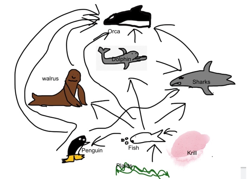 MrsBAdventures's tweet photo. Sneak peek at our Animal Adaptations books!! Ss have worked really hard learning about informational text and becoming animal experts! #d24inspires @MillburnMustang @AmericanReading https://t.co/lI3tbHnWXx