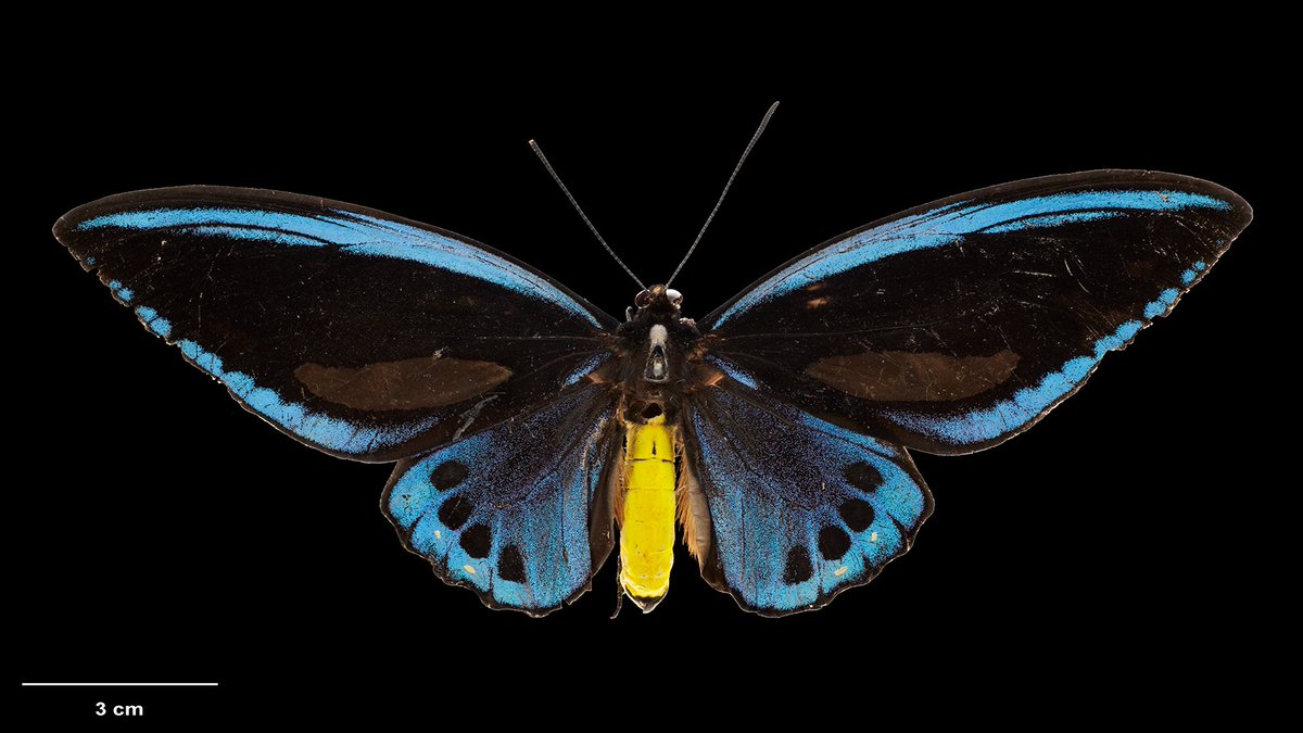 DenverMuseumNS's tweet photo. Precision flight, swarm intelligence, mind control … enter the world of bugs. Marvel at their adaptive genius and see if you can match their brilliance in our newest exhibition “Bugs,” crawling into the Museum on March 10. https://t.co/JdWfyEzEW6 #bugsatDMNS https://t.co/4t5wLqTVs4