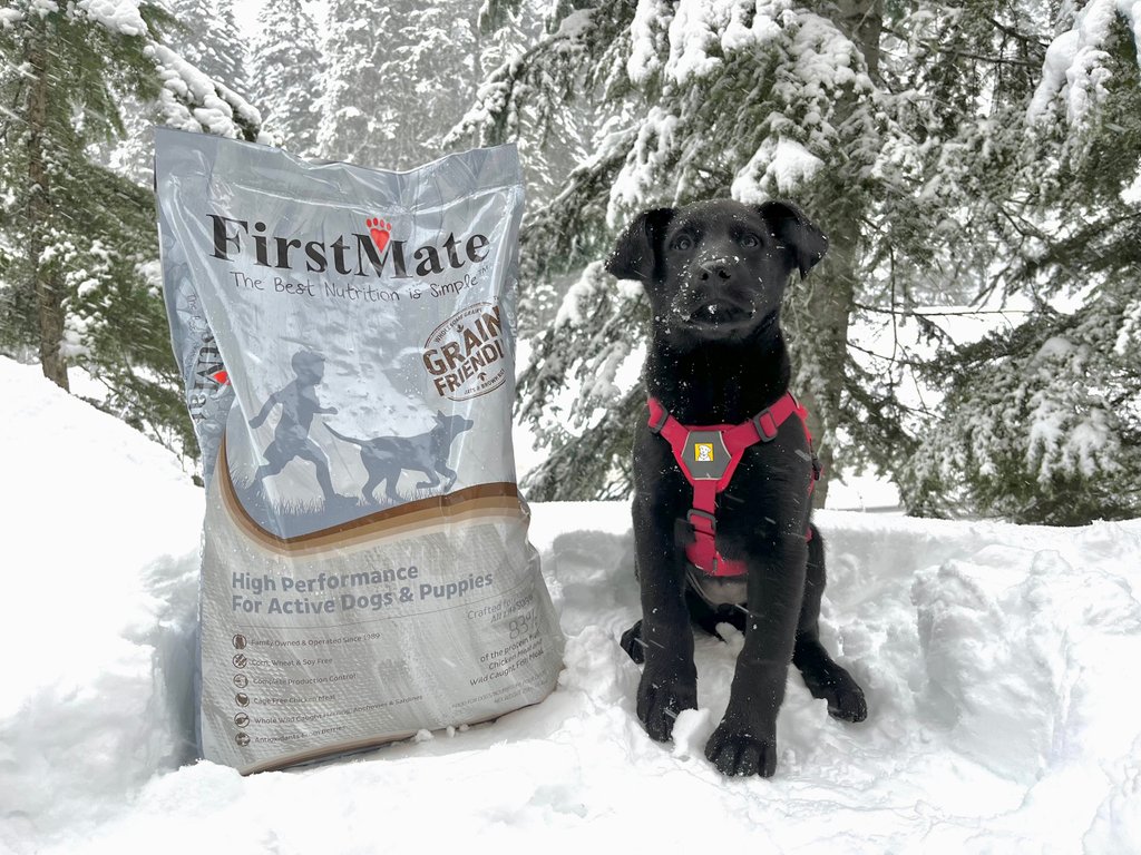 FirstMatePet's tweet image. Join us in welcoming Zoey, the newest pupper in training with Stevens Pass Avalanche Rescue ⛷️

#workingdogs #firstmate #highperformancefood #activebreed