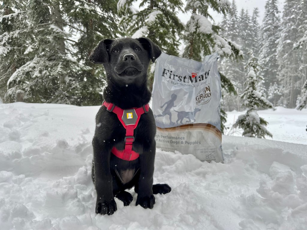 FirstMatePet's tweet image. Join us in welcoming Zoey, the newest pupper in training with Stevens Pass Avalanche Rescue ⛷️

#workingdogs #firstmate #highperformancefood #activebreed