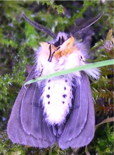 I don't know in which animal is Miwa based though that isn't necessary 
But the way her purple colors in her white hair is disposed made me think in some type of moth

Moths are so pretty, I really like them uwu maybe I'll add moth antennas to one of her parents #YNSona #YN #Miwa