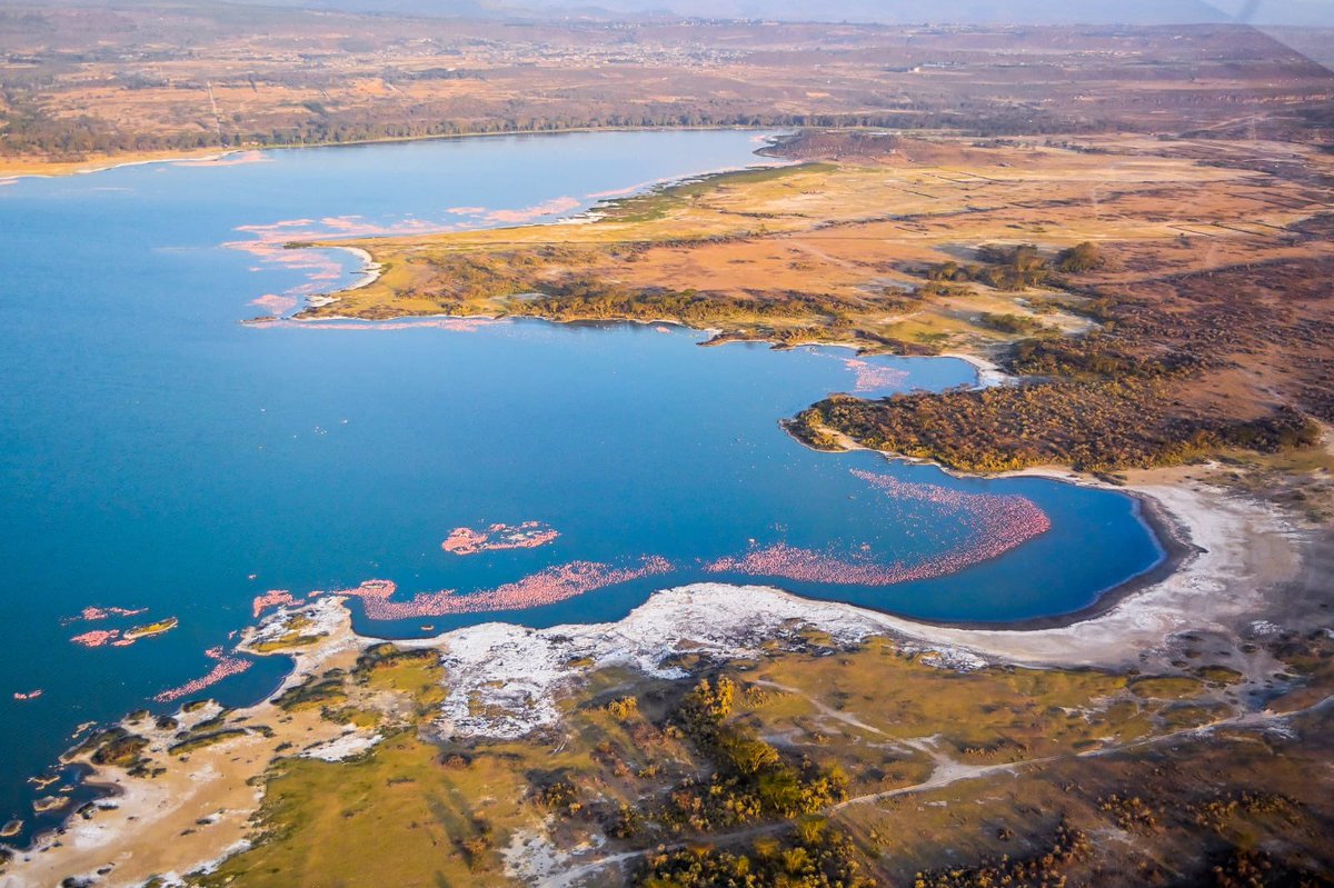 kipmurkomen's tweet image. 